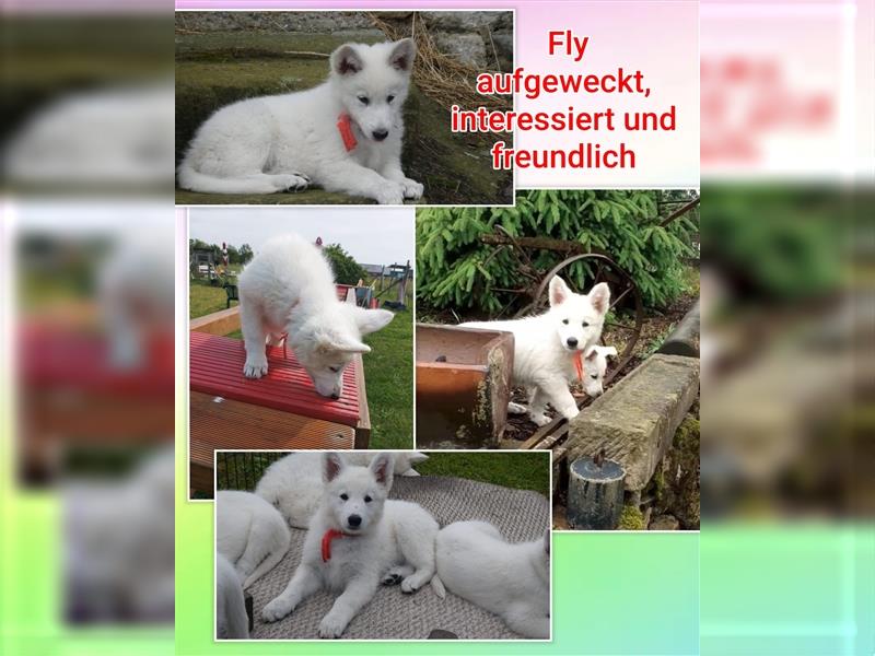 Weiße Schweizer Schäferhund - Welpen