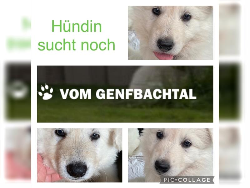 Weißer Schäferhund, Welpe, Hündin