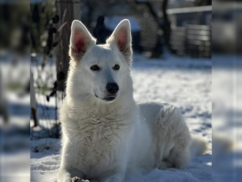 Ayka - wunderhübsche und liebe Berger Blanc Prinzessin sucht rasseerfahrene Untertanen