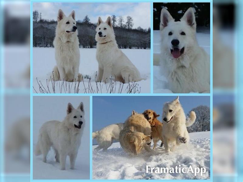 Schneeweiße Schäferhund Welpen! alte Linie !!