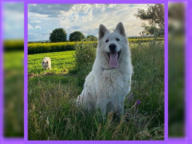 Schneeweiße Schäferhund Welpen! alte Linie !!