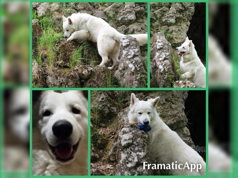 Schneeweiße Schäferhund Welpen! alte Linie !!