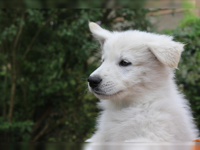 Weiße Schäferhund Welpen (Tel. Fehlerteufel behoben)
