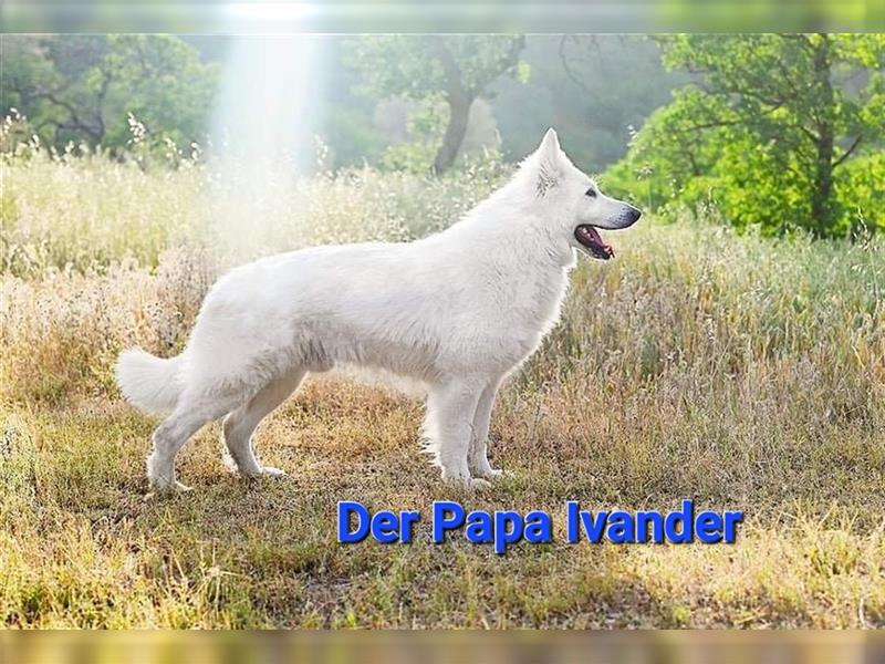 Weiße Schweizer Schäferhund- Welpe Ben,  langhaar, VDH