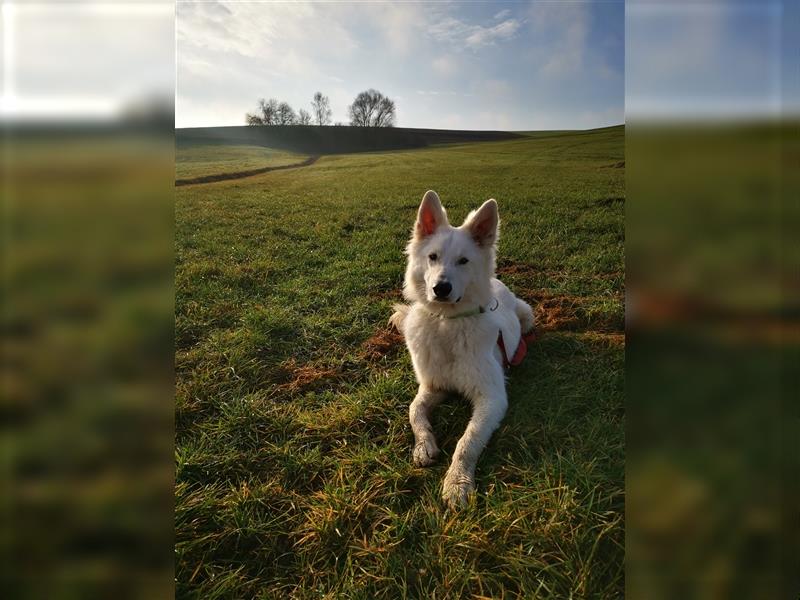 Weißer Schäferhund Deckrüde (sehr erfahren)