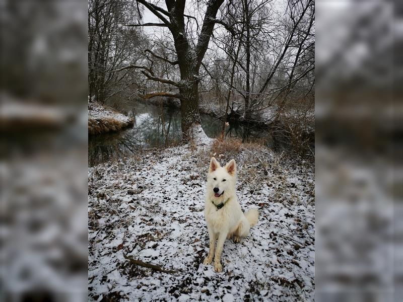 Weißer Schäferhund Deckrüde (sehr erfahren)