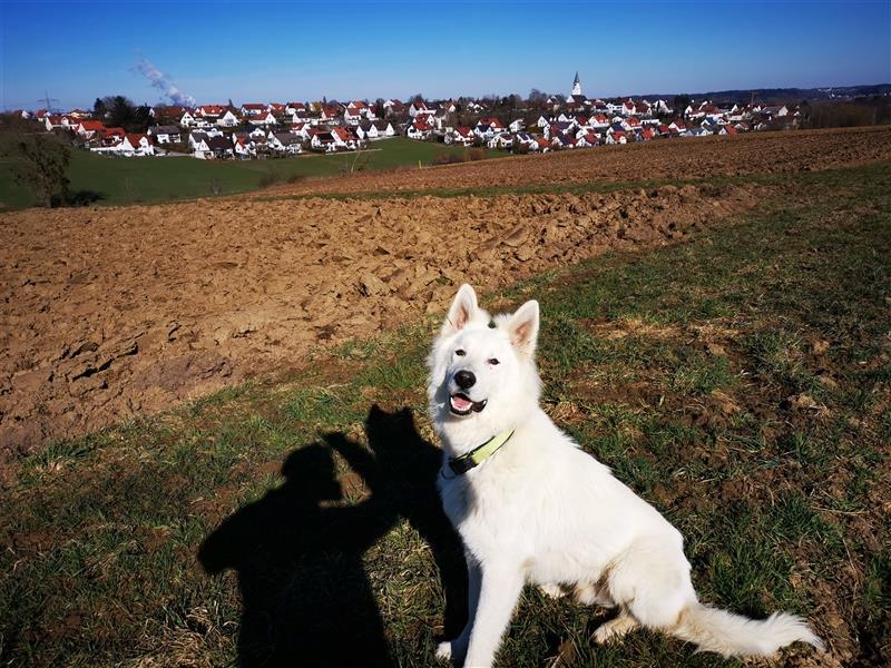 Weißer Schäferhund Deckrüde (sehr erfahren)