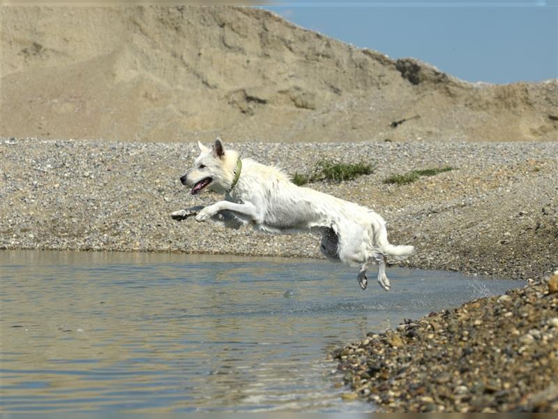 Weißer Schäferhund Deckrüde (sehr erfahren)