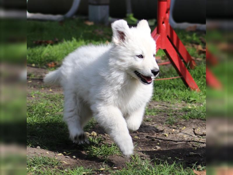 Weißer Schäferhund Welpe