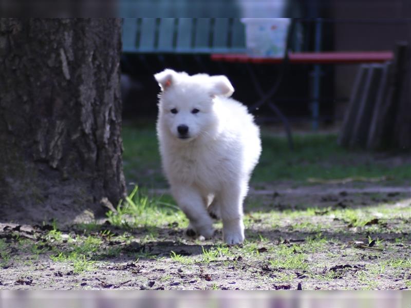 Weißer Schäferhund Welpe