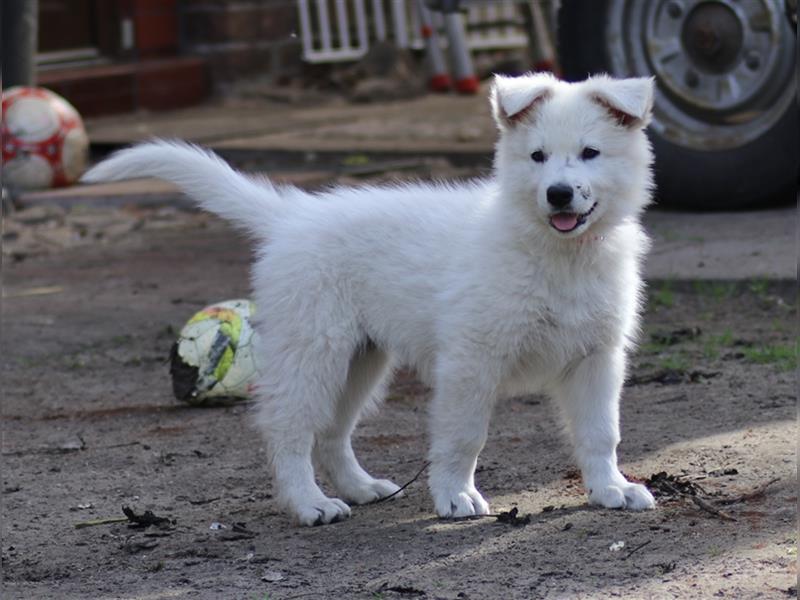 Weißer Schäferhund Welpe