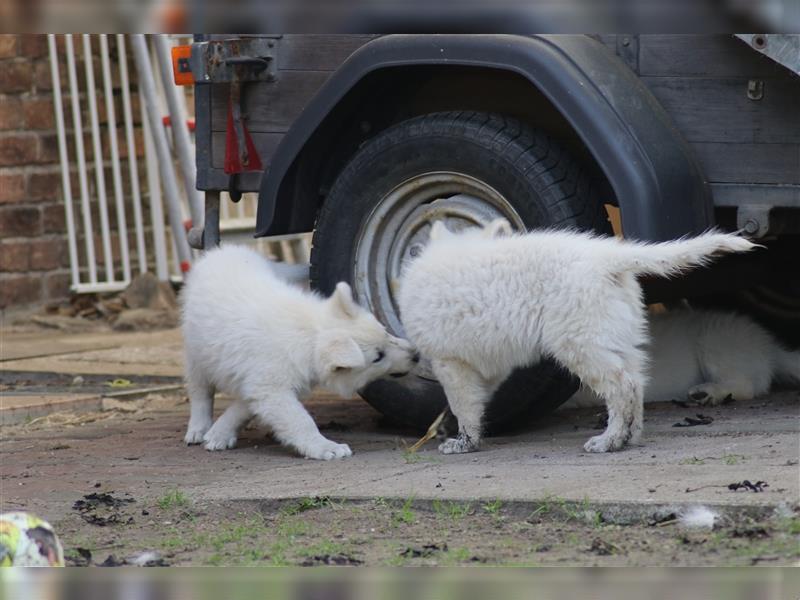 Weißer Schäferhund Welpe