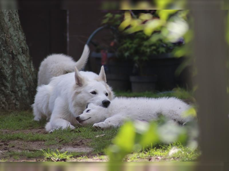 Weißer Schäferhund Welpe