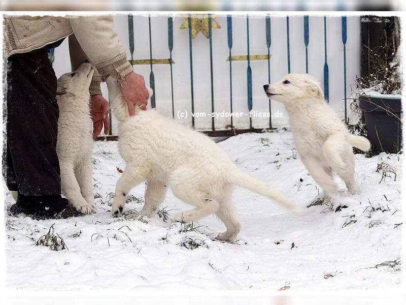Weiße Schweizer Schäferhunde von ausgezeichneter Zucht