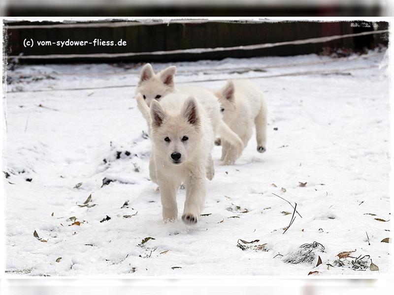 Weiße Schweizer Schäferhunde von ausgezeichneter Zucht