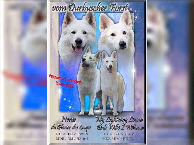 Wurfplanung Ende 2023 Weiße Schweizer Schäferhunde