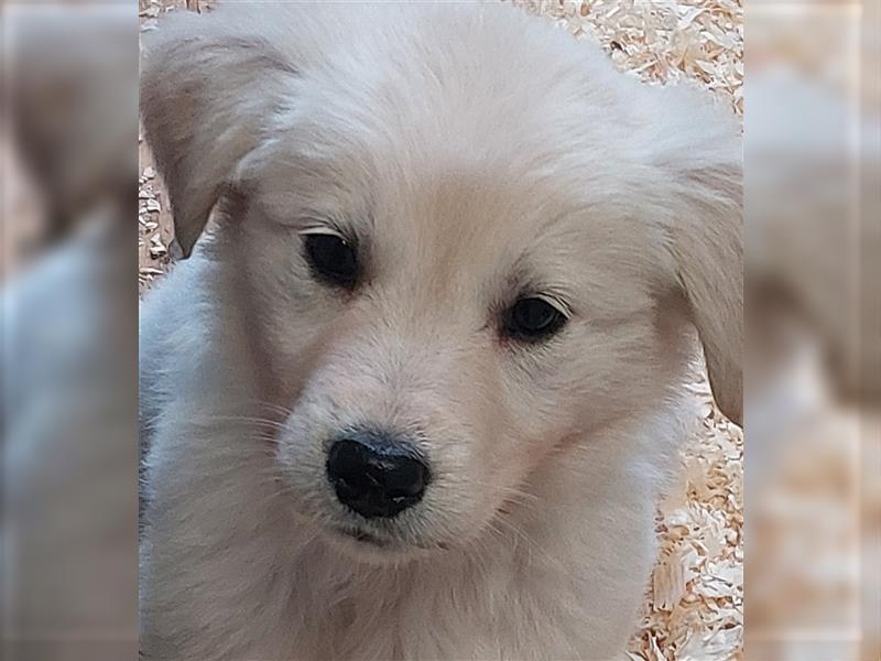 Golden Retriever X Berger blanc Suisse