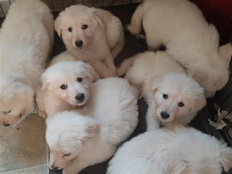 Golden Retriever X Berger blanc Suisse