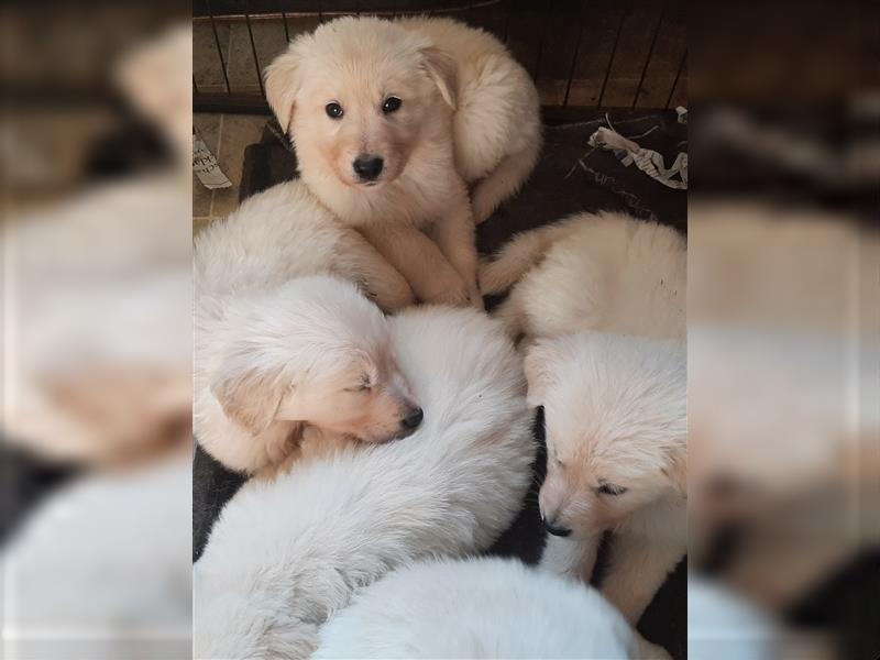 Golden Retriever X Berger blanc Suisse