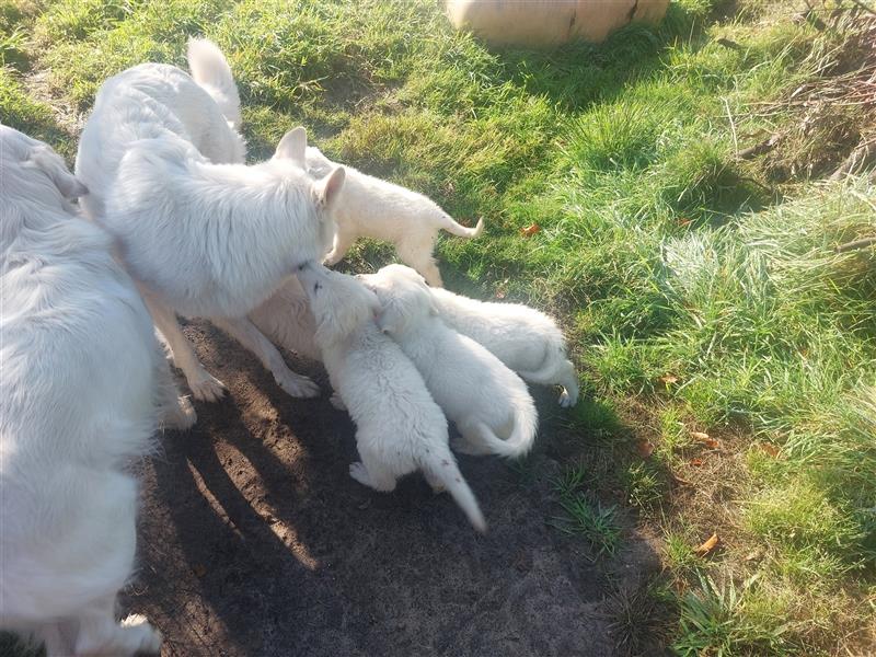 Golden Retriever X Berger blanc Suisse