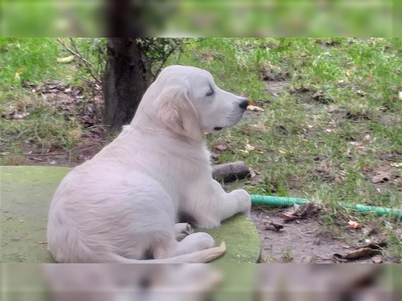 Golden Retriever X Berger blanc Suisse