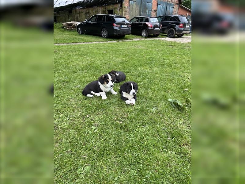 Welsh Cardigan Corgi