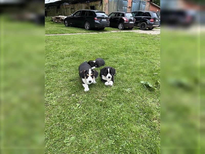 Welsh Cardigan Corgi