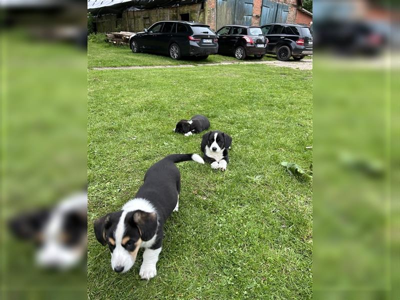 Welsh Cardigan Corgi