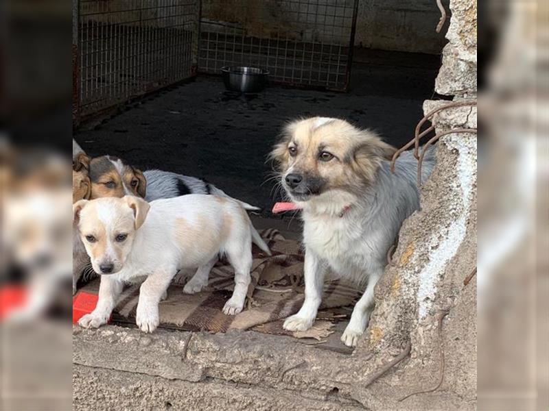 Kessi, SOS! Pflegestelle oder Endplatz gesucht :-(   derzeit in Duisburg