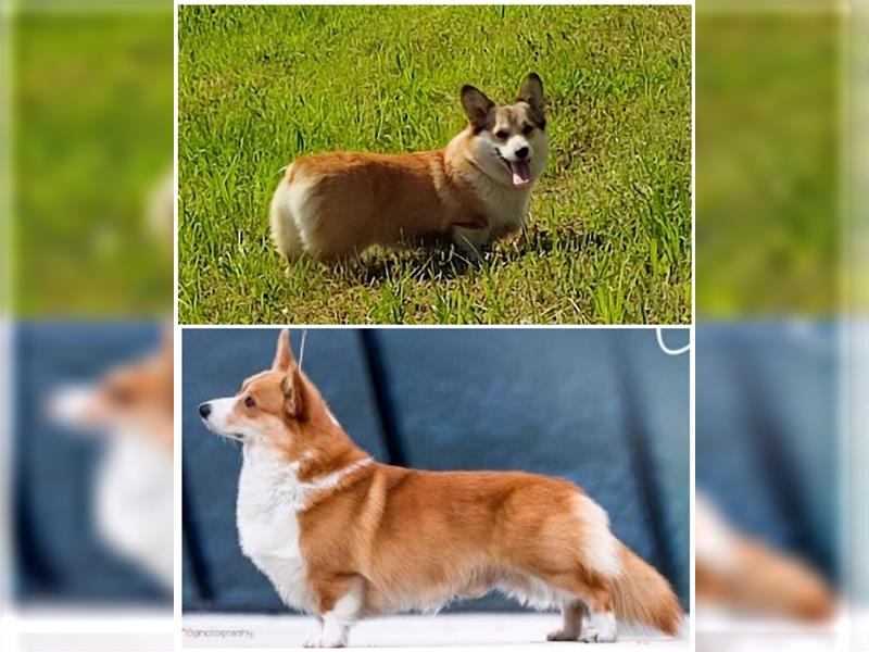 Corgi Welpen