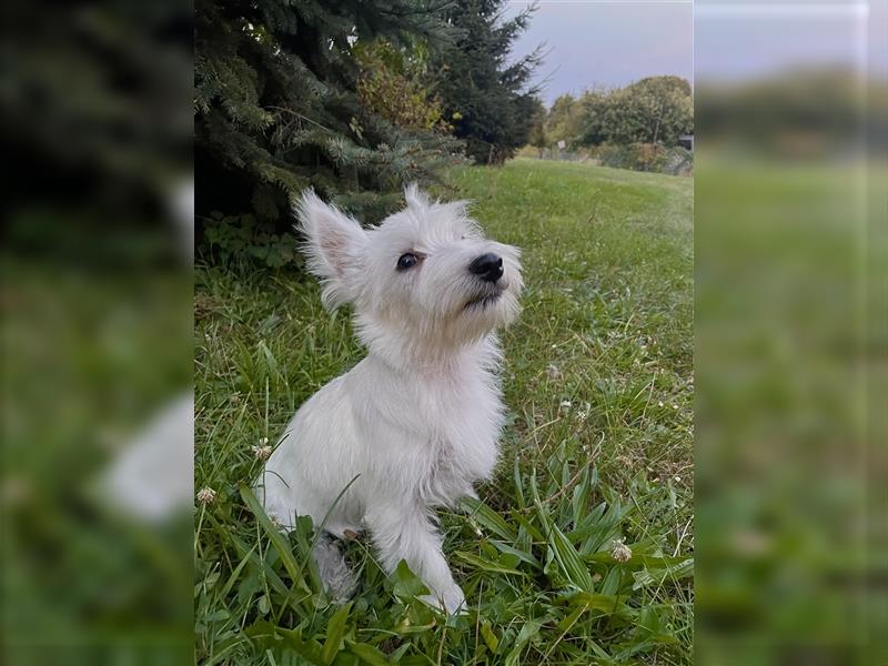 Wunderschöne West-Highland-White-Terrier sucht neues Zuhause