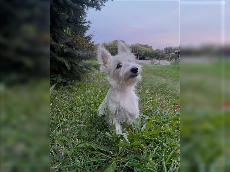 Wunderschöne West-Highland-White-Terrier sucht neues Zuhause