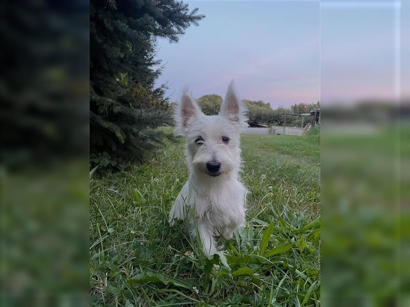 Wunderschöne West-Highland-White-Terrier sucht neues Zuhause