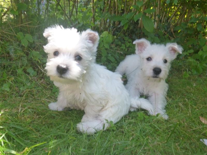 West Highland White Terrier Welpe, Westie-Welpe, Westi Welpe, reinrassig