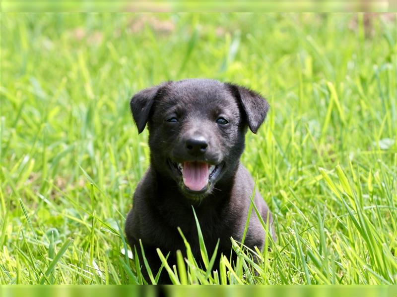 Zauberhafte dreiviertel Whippet Welpen abzugeben