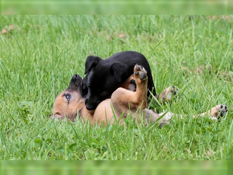 Zauberhafte dreiviertel Whippet Welpen abzugeben