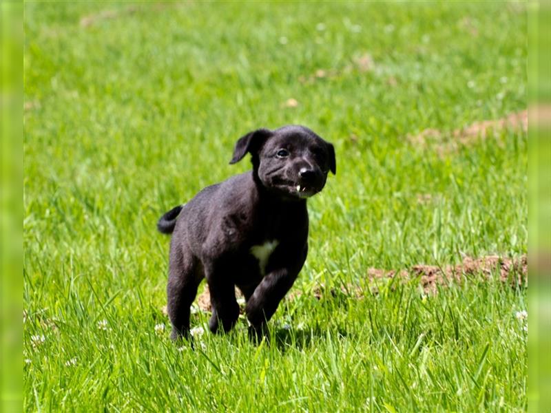 Zauberhafte dreiviertel Whippet Welpen abzugeben