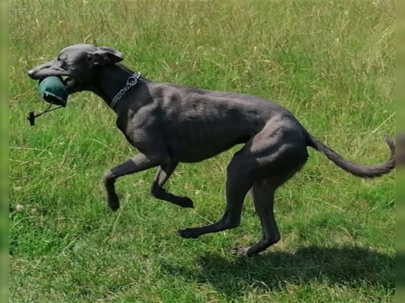 Zauberhafte dreiviertel Whippet Welpen abzugeben