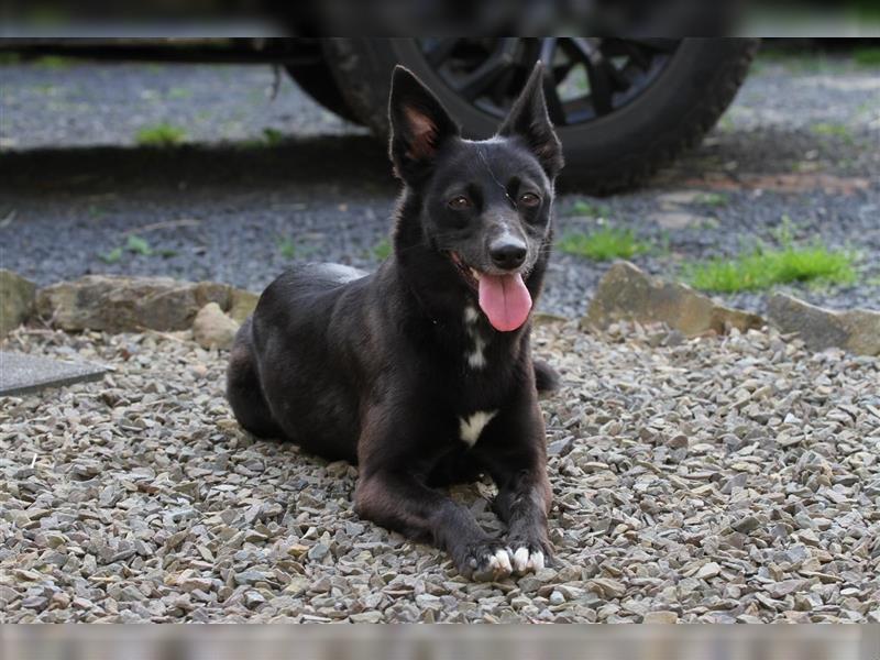 Zauberhafte dreiviertel Whippet Welpen abzugeben