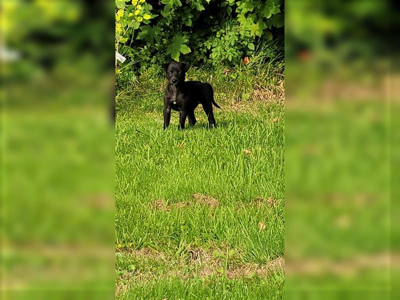 Zauberhafte dreiviertel Whippet Welpen abzugeben