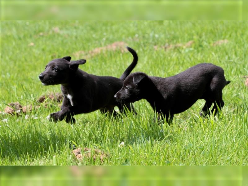 Zauberhafte dreiviertel Whippet Welpen abzugeben