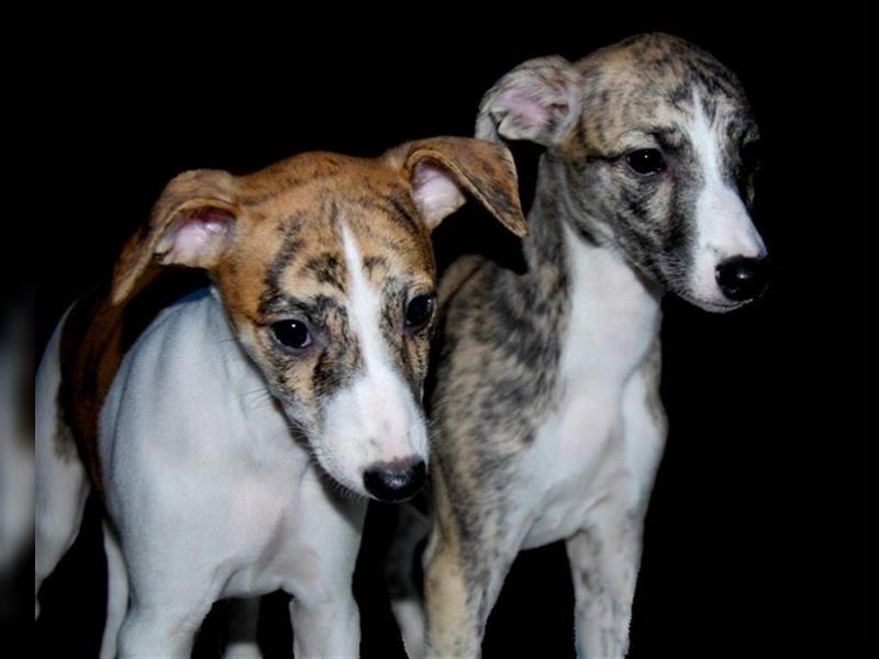 WHIPPET Welpen mit VDH-FCI-WCD Papieren