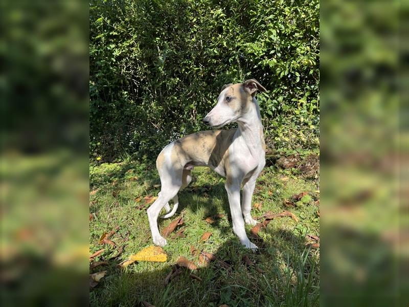 Whippet Jungrüde mit VDH/DWZRV Papieren