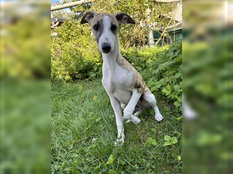 Whippet Jungrüde mit VDH/DWZRV Papieren