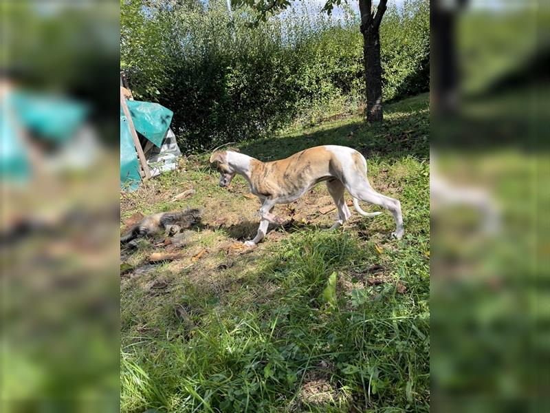 Whippet Jungrüde mit VDH/DWZRV Papieren