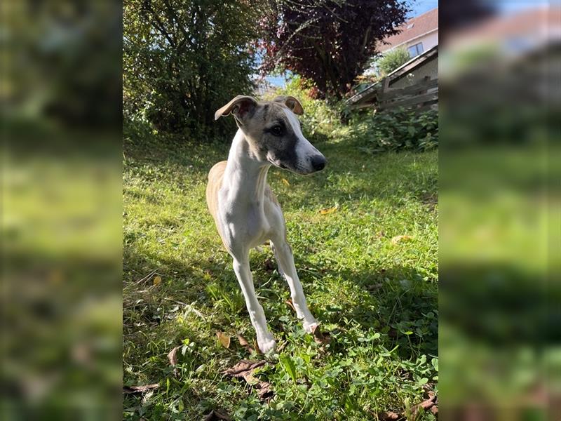 Whippet Jungrüde mit VDH/DWZRV Papieren