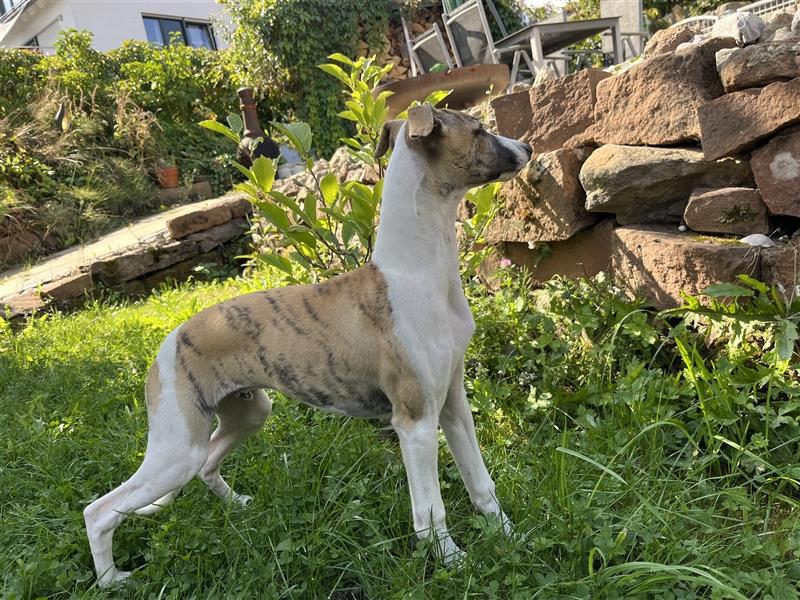 Whippet Jungrüde mit VDH/DWZRV Papieren