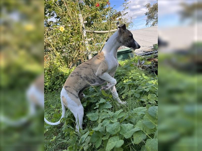 Whippet Jungrüde mit VDH/DWZRV Papieren