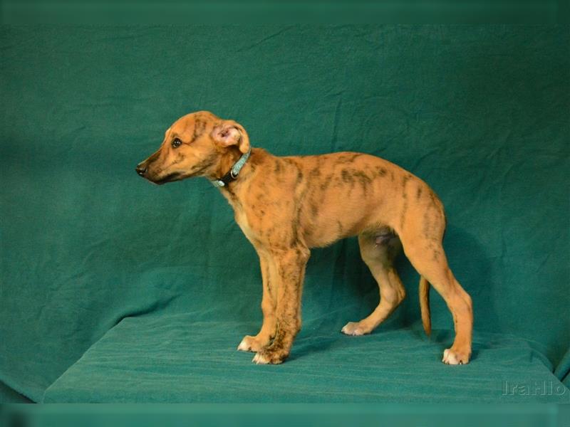 Whippet-Welpe