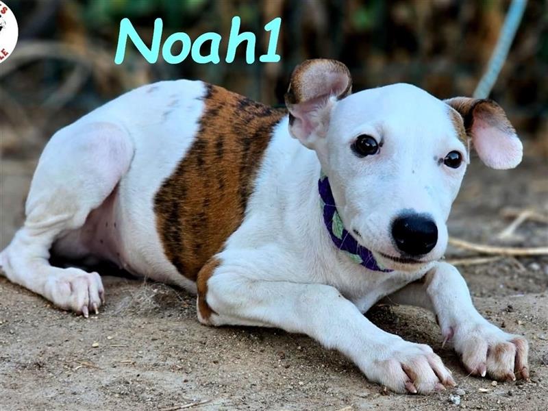 Noah1 05/2024 (ESP) - lustiger und hübscher Bodeguero-Galgo-Whippet-Mix Welpe!